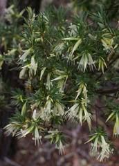 Styphelia triflora