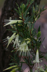 Styphelia triflora