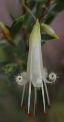 Styphelia triflora