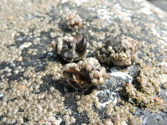 Stramonita biserialis