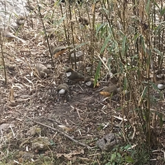 Pterorhinus albogularis