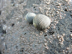 Nerita scabricosta
