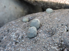 Nerita scabricosta