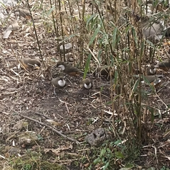 Pterorhinus albogularis