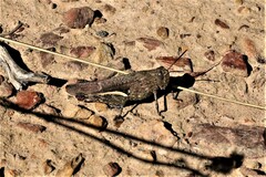 Cirphula pyrrhocnemis