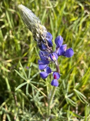 Lupinus benthamii