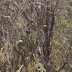 Pterorhinus albogularis