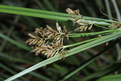 Cyperus longus badius