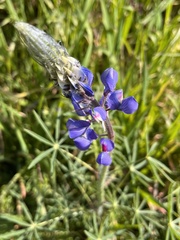 Lupinus benthamii
