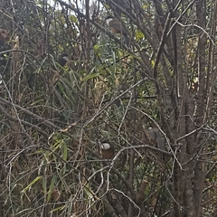 Pterorhinus albogularis