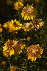 Xerochrysum viscosum