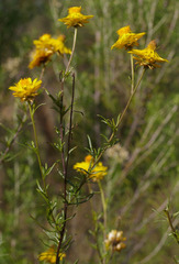 Xerochrysum viscosum