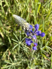 Lupinus benthamii