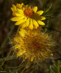 Xerochrysum viscosum