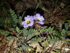 Phacelia fremontii