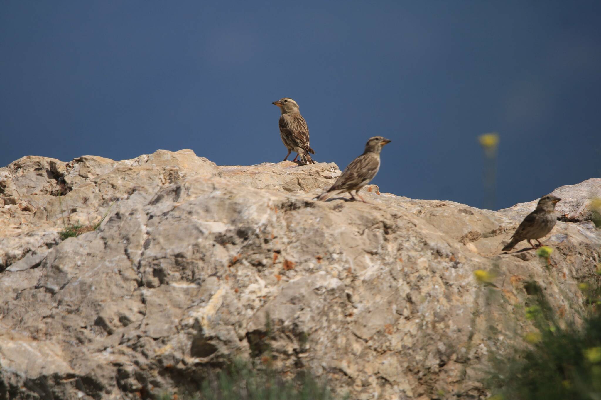 Rock Sparrow