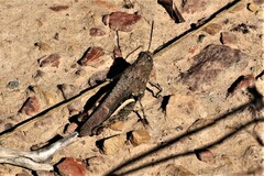 Cirphula pyrrhocnemis