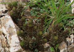 Petrosedum sediforme