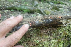 Favolaschia thwaitesii
