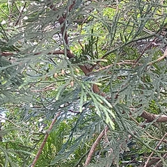 Calocedrus formosana
