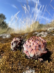 Echeveria elegans
