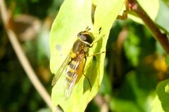 Syrphus ribesii