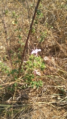 Barleria