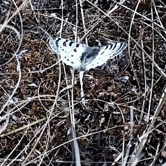 Parnassius hardwickii