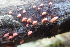 Favolaschia thwaitesii