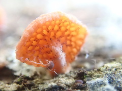 Favolaschia thwaitesii