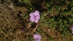 Barleria