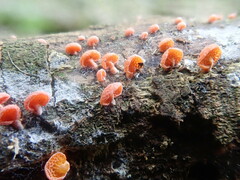 Favolaschia thwaitesii