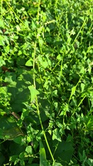 Chenopodium robertianum