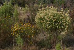Cassinia laevis