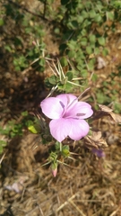 Barleria