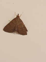 Metasia dicealis