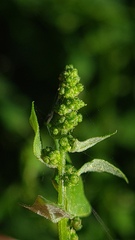 Chenopodium robertianum