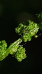 Chenopodium robertianum