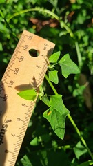 Chenopodium robertianum