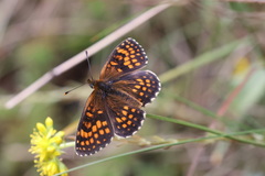 Melitaea celadussa
