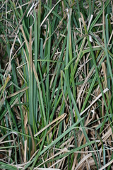 Carex crus-corvi