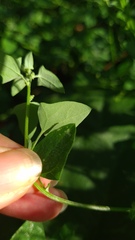 Chenopodium robertianum
