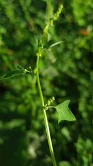 Chenopodium robertianum