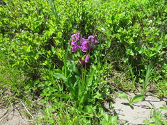 Primula jeffreyi