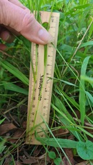 Carex inversa