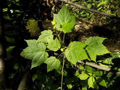 Acer spicatum