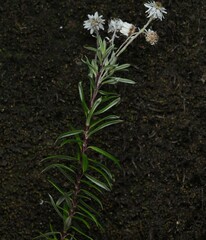 Anaphalioides trinervis