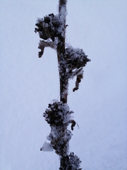 Campanula cervicaria