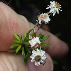 Anaphalioides trinervis