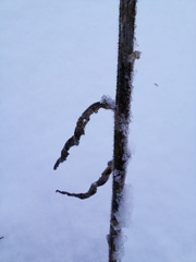 Campanula cervicaria